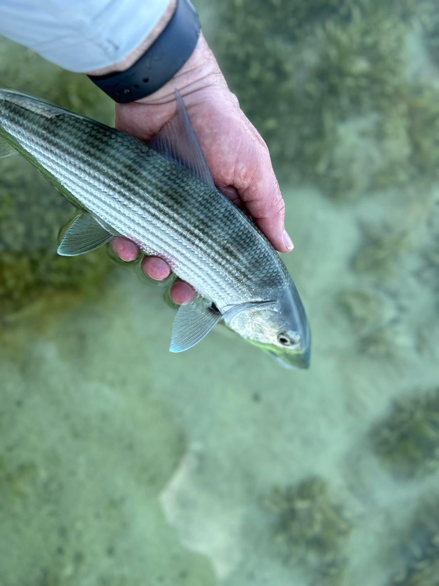 ElPescadorBLZ's tweet photo. A moment to remember.
Chris caught his first bonefish on a day out with Capt. Junior. Congrats, Chris!
#elpescadorbelize #flyfishing #saltwaterflyfishing #flyfish #bonefishonfly https://t.co/KTc7ED2sIP