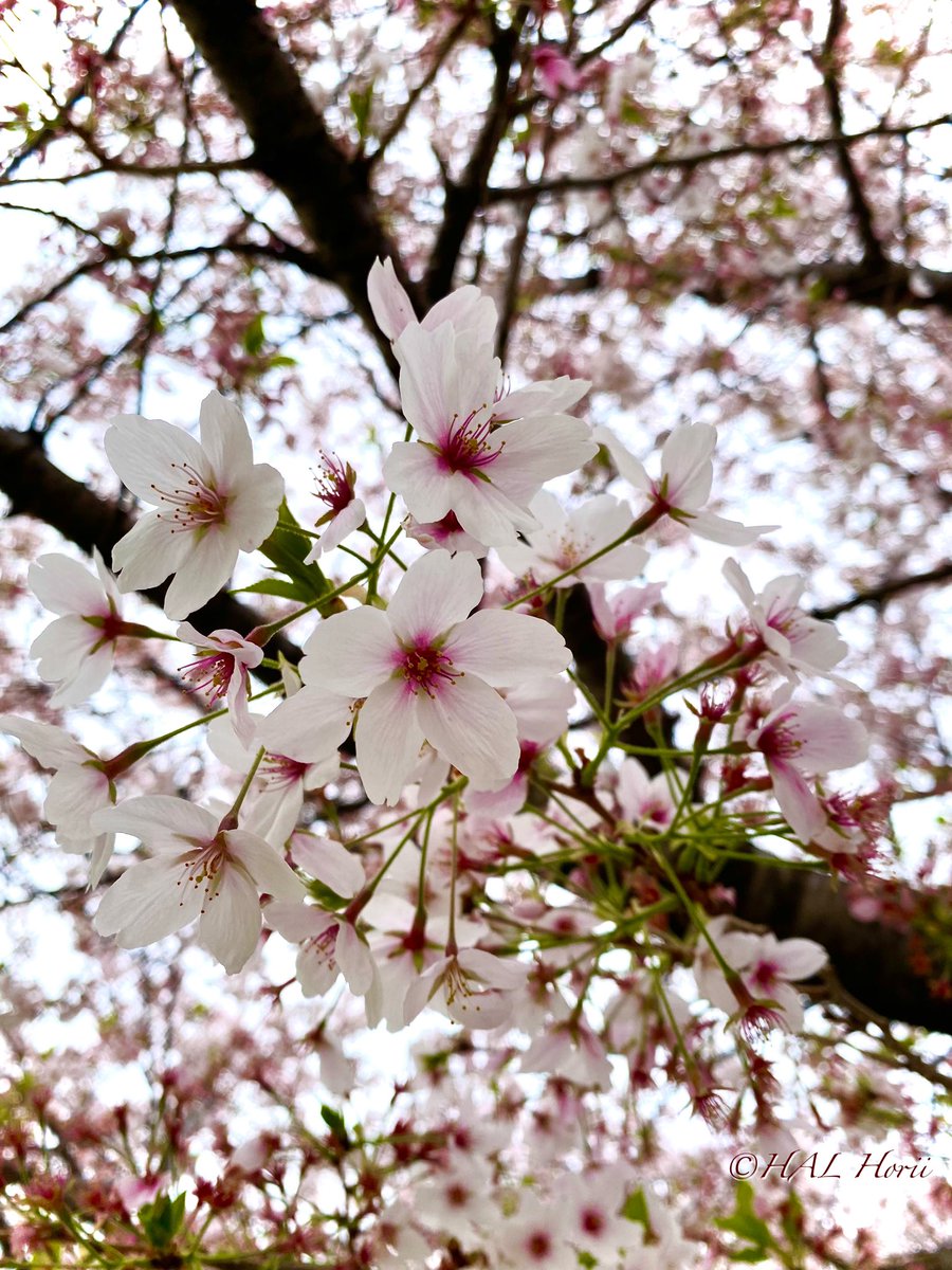 HAL_Horii's tweet photo. さくら🌸
#nature #flower 
#NaturePhotograhpy https://t.co/alVBpeJb2R