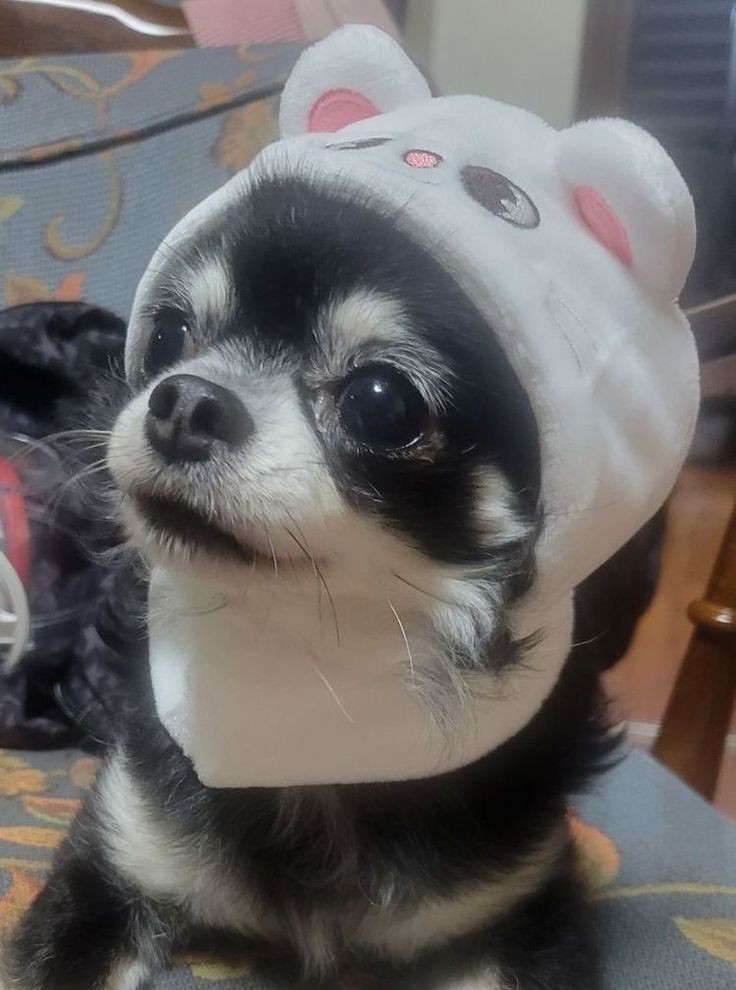 qweenjiniret's tweet image. the icon                  vs       the owner