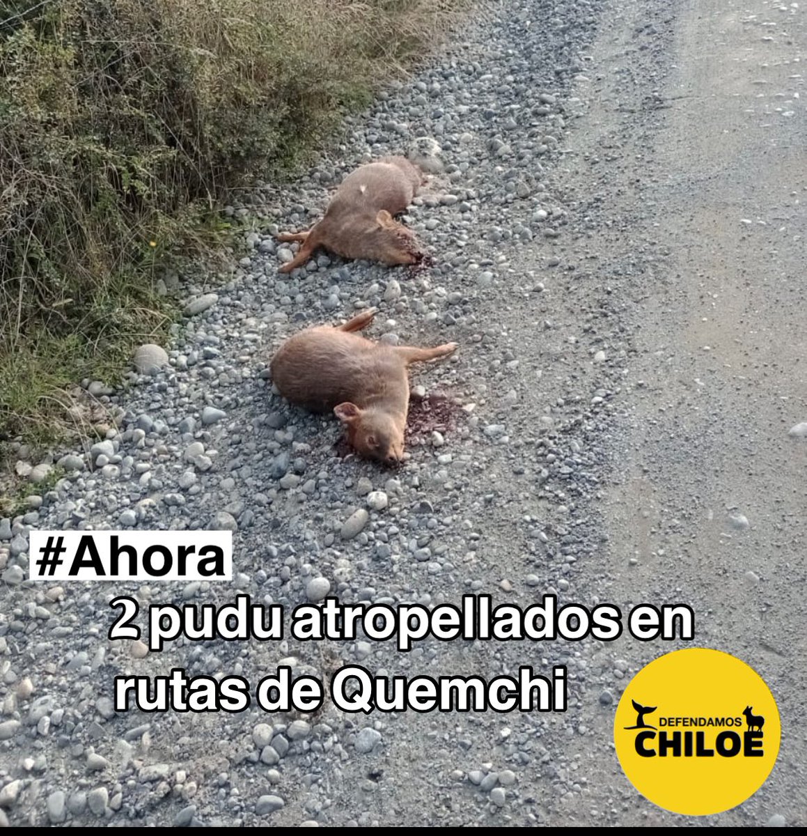 ¿¿¿hasta cuando reeeee 🤬🤬🤬🤬tenemos que soportar esto????

!!! Moderen su velocidad y precaución conductores asesinos !!!
<a href="/MMAChile/">Ministerio del Medio Ambiente</a> <a href="/MmaLagos/">MedioAmbiente Los Lagos</a> <a href="/JaimeSaezQuiroz/">Jaime Sáez Diputado</a> <a href="/pamela_poo/">Pamela Poo🌱</a> <a href="/DPPChiloe/">Delegación Presidencial Provincial de Chiloé</a> <a href="/Giovimoreira/">Giovanna Moreira A.</a>