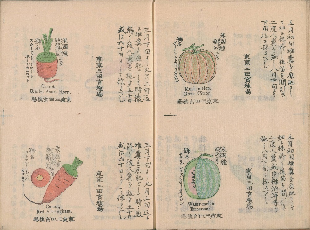 NDLJP_en's tweet photo. Looks delicious! A variety of #vegetables from a picture book published by a Japanese government-operated nursery company in the late 19th century. Find more at #ndldigital
https://t.co/wnOIsNbwAp https://t.co/tSlPJH7xY9
