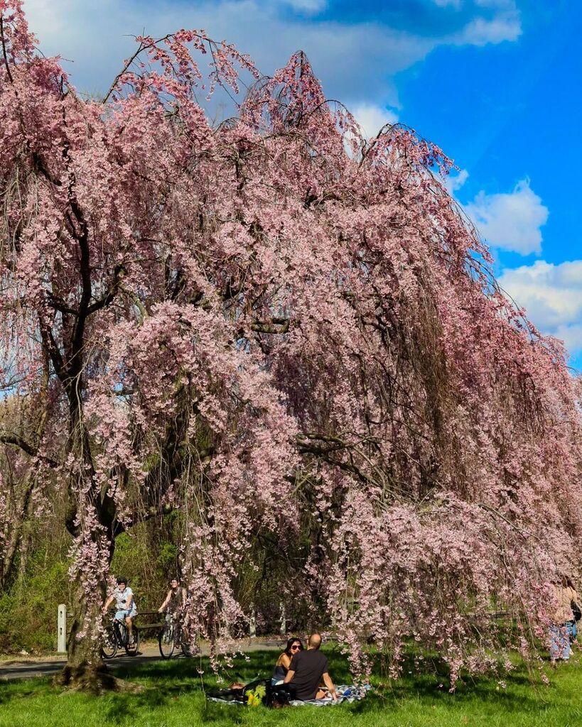 seankardon's tweet photo. Cherry trees are in full  bloom at the Centennial Arboretum in Fairmont Park. #floweringtrees #cherryblossom #cherrytree #floweringtree #visitphilly #visitphiladelphia #phillyweather #philadelphiaphotographer #phillyphotographer #canong5xmarkii #cano… https://t.co/ZxV9k4WF1N https://t.co/tstcHVEvoV