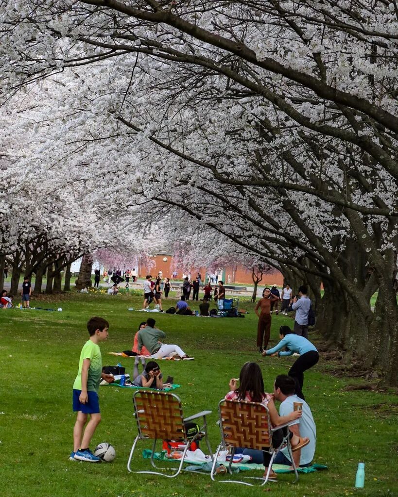 seankardon's tweet photo. Cherry trees are in bloom at the Centennial Arboretum in Fairmont Park. #floweringtrees #cherryblossom #cherrytree #floweringtree #visitphilly #visitphiladelphia #phillyweather #philadelphiaphotographer #phillyphotographer #canong5xmarkii #canon📷 #bi… https://t.co/oU5bNSDVIy https://t.co/sOEWhVkAIY