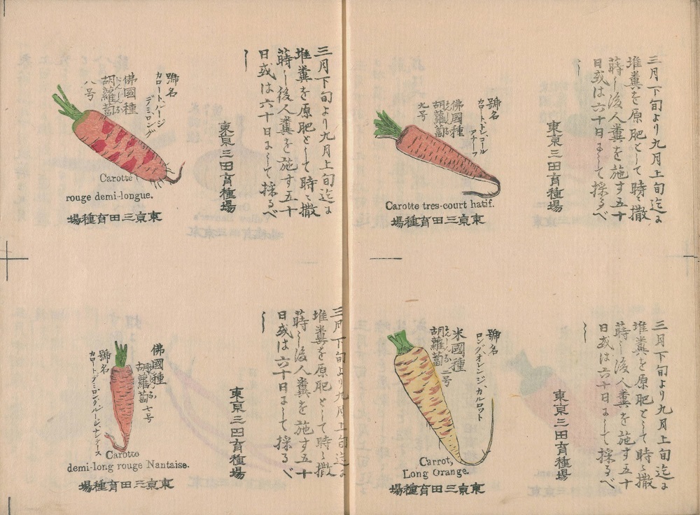 NDLJP_en's tweet photo. Looks delicious! A variety of #vegetables from a picture book published by a Japanese government-operated nursery company in the late 19th century. Find more at #ndldigital
https://t.co/wnOIsNbwAp https://t.co/tSlPJH7xY9