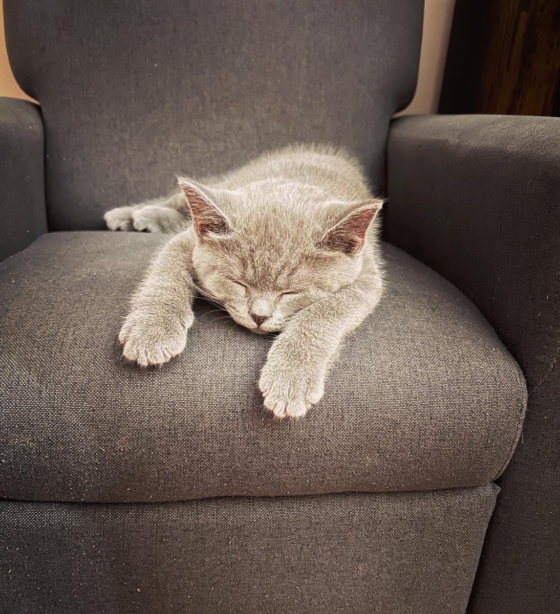 hayleybop_'s tweet photo. I would die in a fiery inferno for my new son 🥹 our little British shorthair Negan 🥰 https://t.co/kKLq57epcV