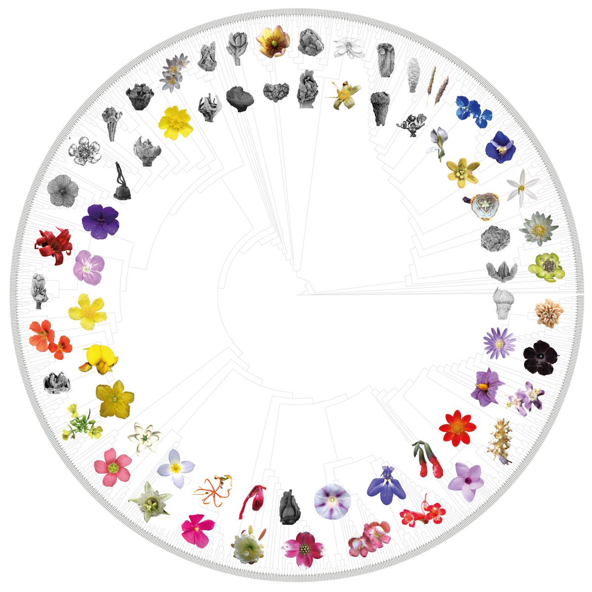 hsauquet_bgsyd's tweet image. Where do fossil flowers fit in the angiosperm phylogeny? Here we provide some possible answers using a diversity of methods, including constrained and unconstrained MP, ML, and BI phylo analyses.
Now out in early-access view in @systbiol: doi.org/10.1093/sysbio…