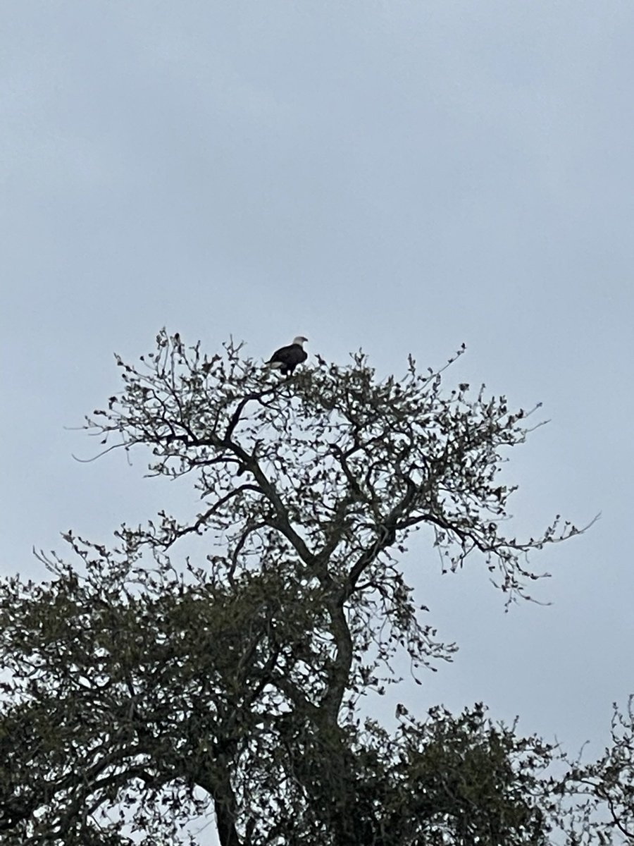 JoeSoll3's tweet photo. Good day to see an eagle 🇺🇸 https://t.co/ouz08NoV1P