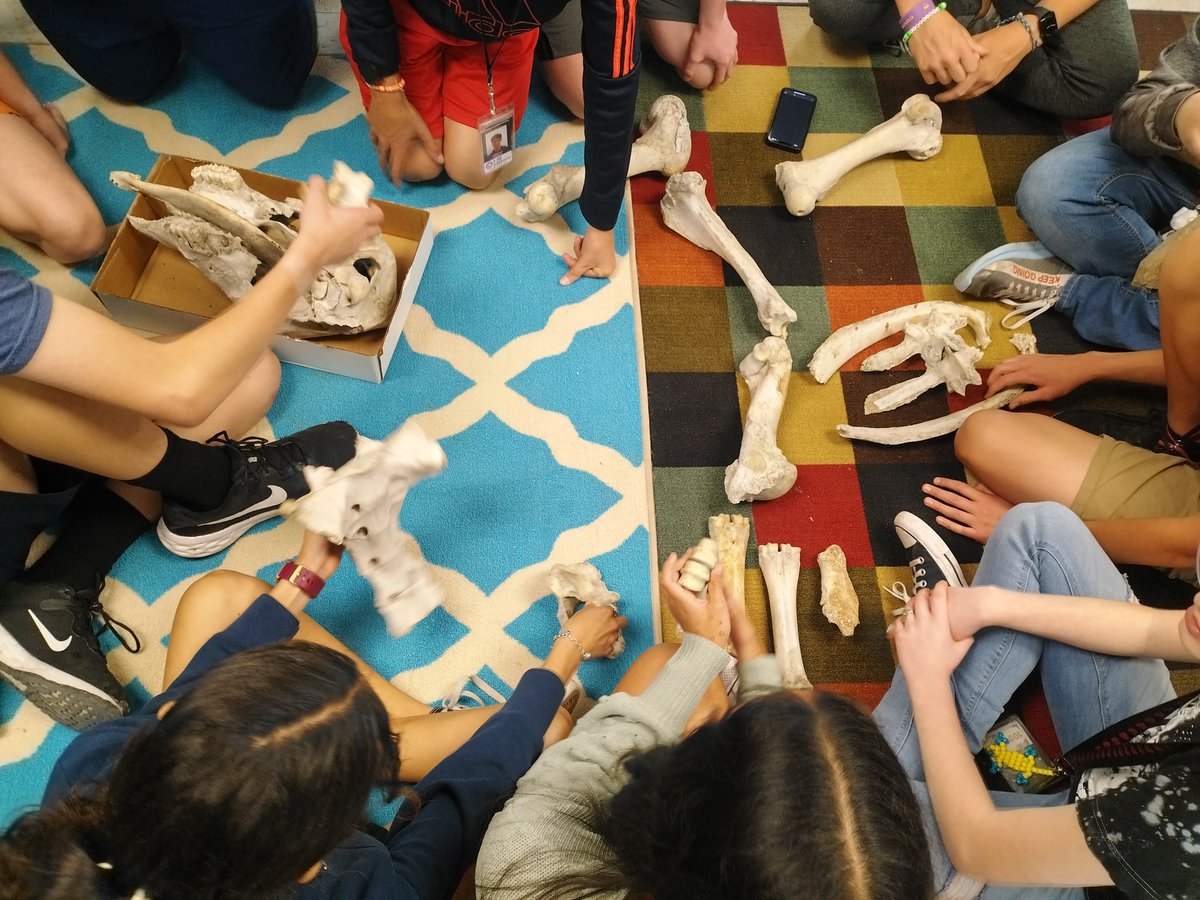 FisherFunCISD's tweet image. #ComalGT #WhyGT #TAGT Mysterious creature bones found.  Can we use our critical thinking skills and curiosity to uncover the truth after learning about bone articulation from @DrFisherATC?  GT rocks! @PRMSVipers @SKinginComal @JennineZZ