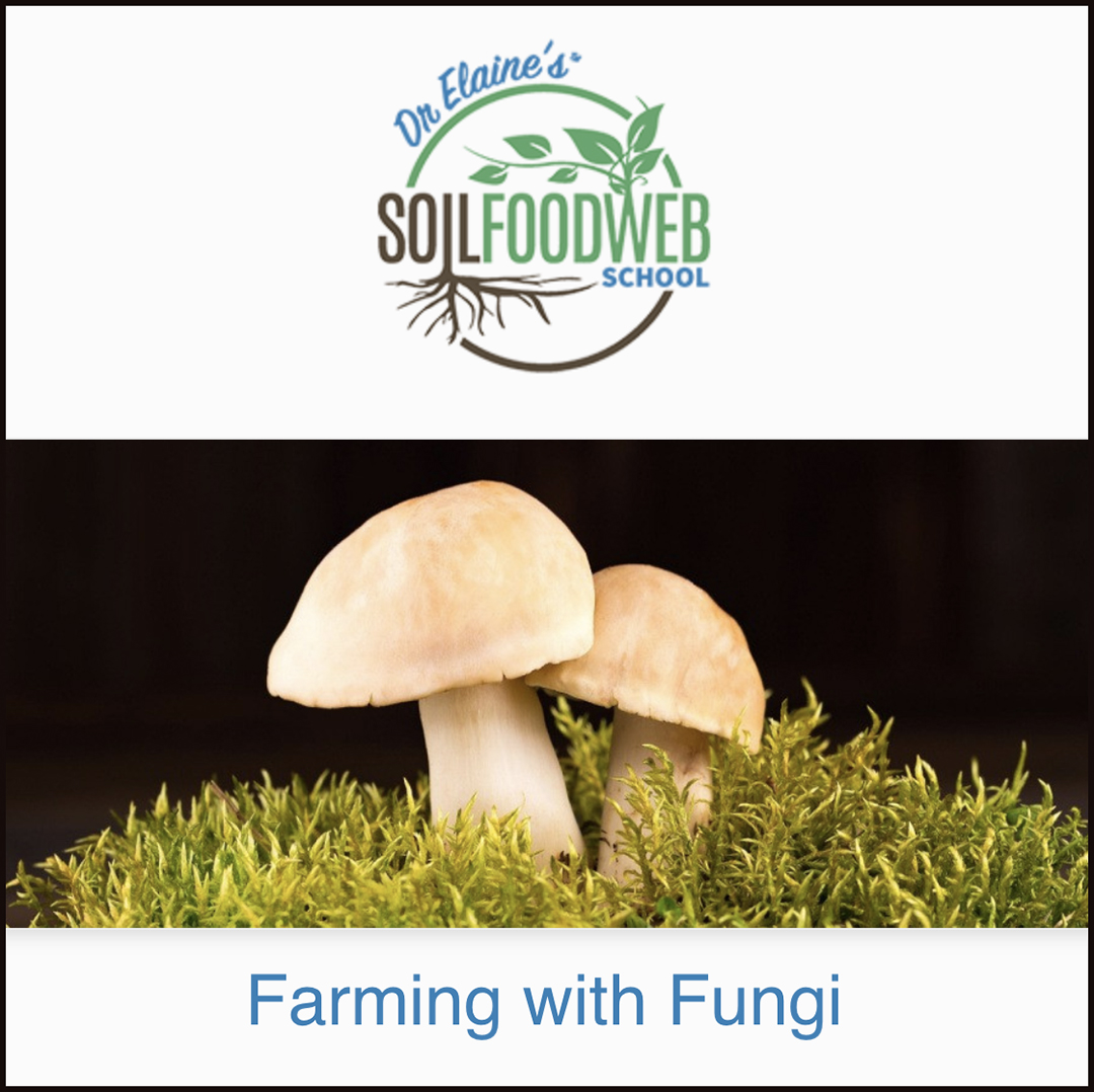 CSUChicoRegenAg's tweet image. Take advantage of this opportunity to attend a free 4-part webinar with mycologist Dr. Adam Cobb, Soil Food Web Pioneer Dr. Elaine Ingham, and agroecologist, Nicole Masters—&quot;Farming with Fungi.&quot;
bit.ly/3nKyPxJ

#soilfoodweb #regenerativeagriculture #soilhealth
