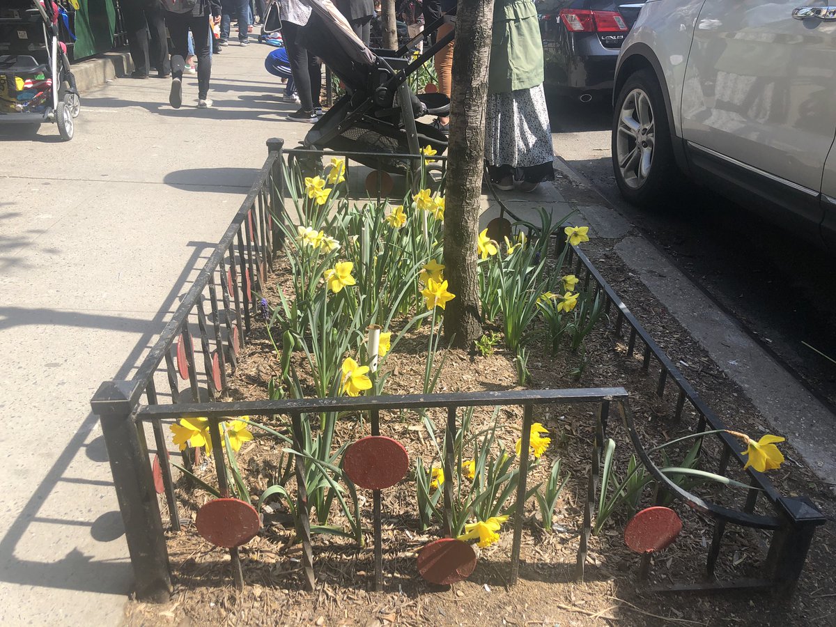 PS116NYC's tweet photo. It’s Spring!  Don’t forget to admire the flowers planted by 116 students outside of the schoolyard.  Thank you to @stvartanpark and Murray Hill Neighborhood Association for all of your help.  🌷🌸🌼🌺 https://t.co/az76afzGNv