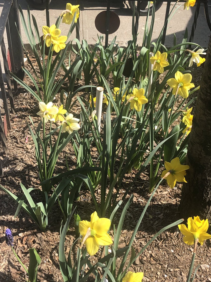 It’s Spring!  Don’t forget to admire the flowers planted by 116 students outside of the schoolyard.  Thank you to <a href="/stvartanpark/">St. Vartan Park Conservancy | MECA</a> and Murray Hill Neighborhood Association for all of your help.  🌷🌸🌼🌺