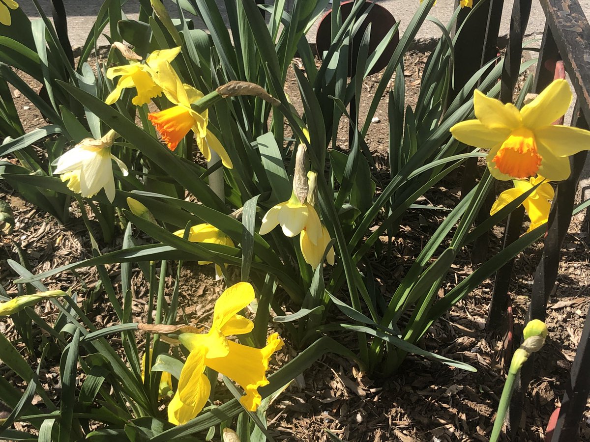 PS116NYC's tweet photo. It’s Spring!  Don’t forget to admire the flowers planted by 116 students outside of the schoolyard.  Thank you to @stvartanpark and Murray Hill Neighborhood Association for all of your help.  🌷🌸🌼🌺 https://t.co/az76afzGNv