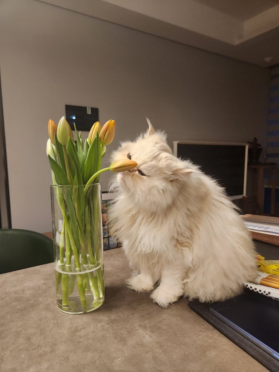 JaccoZed's tweet photo. #bosscat Chino takes a moment to smell the flowers.
#tulips #twolips https://t.co/20gPrJJFDj