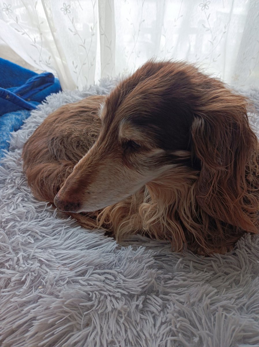 イヌ好き - Search / X