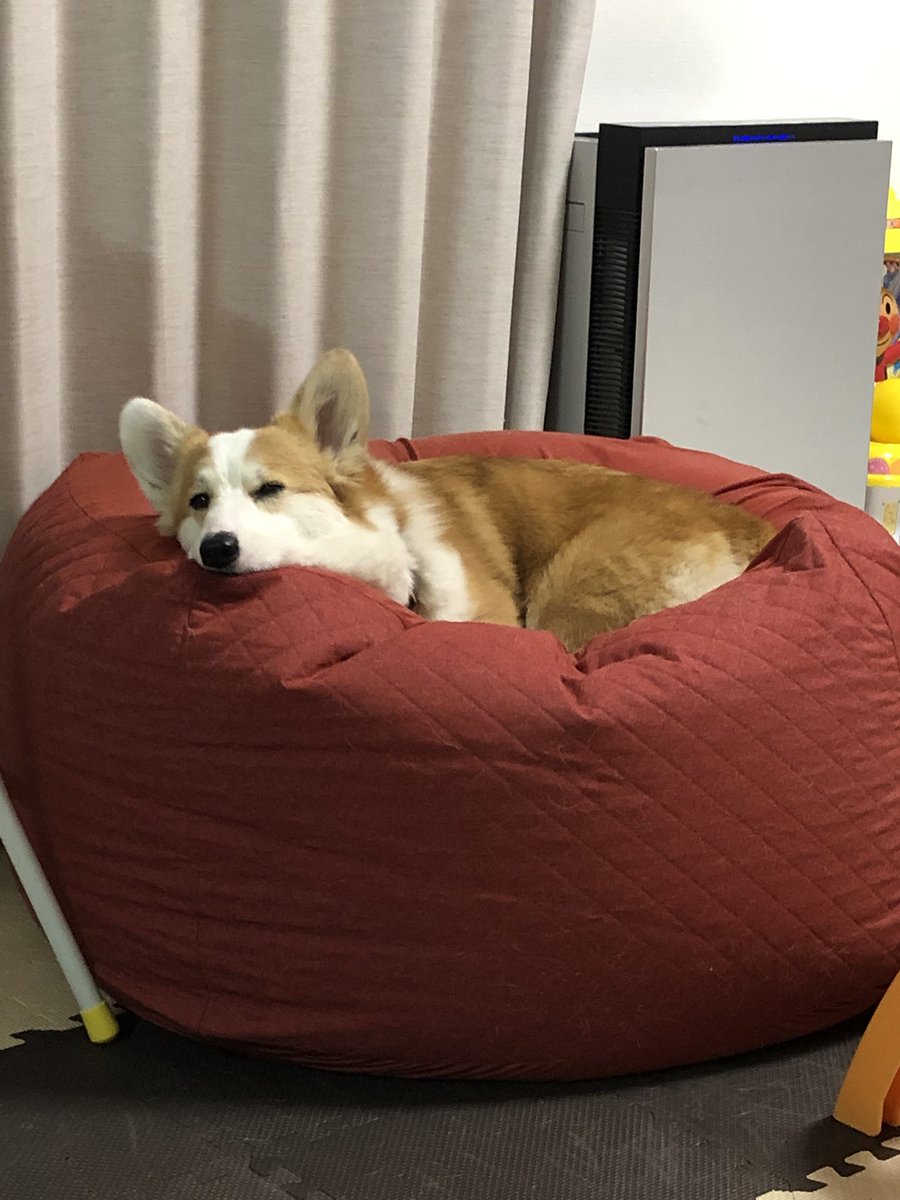 natsuo0617's tweet photo. 今日も一日💤 https://t.co/NBTx5E063W