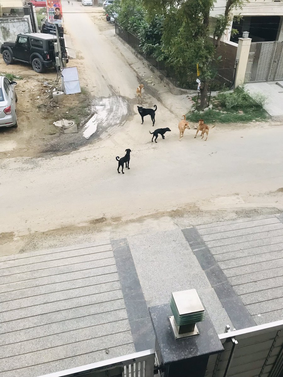 help4mankind's tweet photo. @DC_Gurugram @MunCorpGurugram @cpgrams @OfficialGMDA @cmohry Sir, uncountable no. Of stray dogs in lane 1546-1726 Sector-46. Children, senior citizens are not able to go out for fear as dog bite cases rising. Please sterilize them to avoid future growth. https://t.co/0xZm5EFoBy