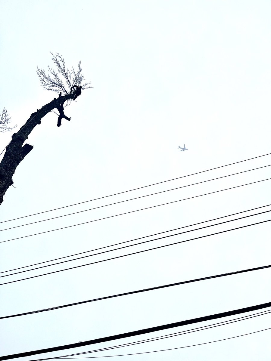 jonas82936477's tweet image. Depuis 3 semaines c’est go go go #arborist #treework #lovemyjob