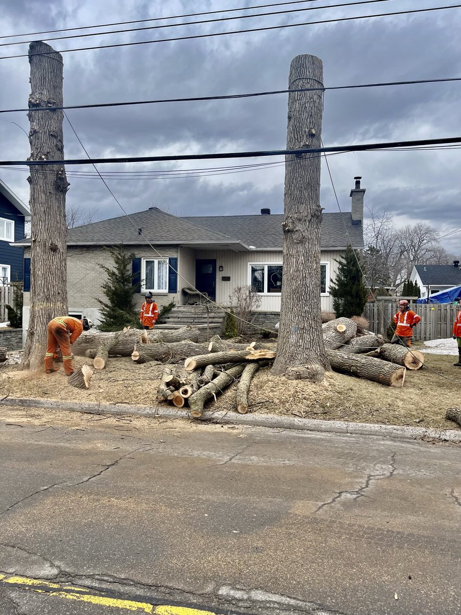 jonas82936477's tweet image. Depuis 3 semaines c’est go go go #arborist #treework #lovemyjob