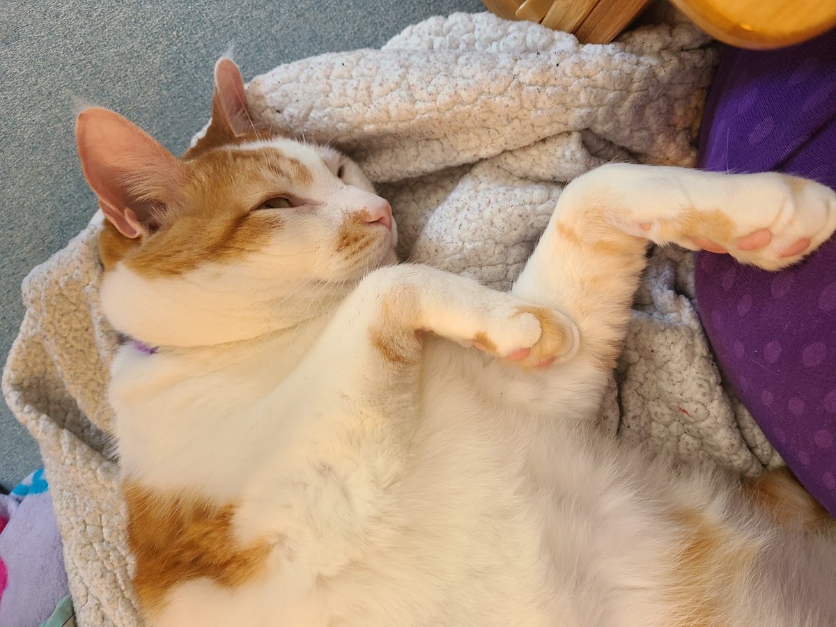 LadyMalchav's tweet photo. 🎶 everybody was kung-fu fighting🎶

#CatsOfTwitter https://t.co/SOqVEHu9pj