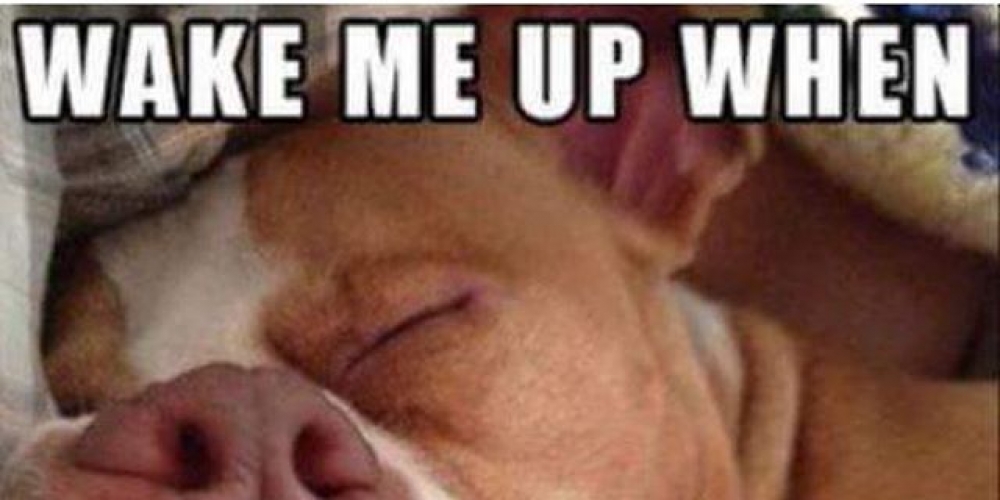 PetasticPets's tweet photo. Isn't it cool?
 #pets #dogs #cats #familypets #petastic #doglovers #catlovers #petlovers #dogsandcats #petslife #cutepets #cutedogs #cutecats #funnydogs #catmemes #dogmemes #funnycats #lovelypets #lovelydogs #lovelycats https://t.co/eJlrQen4CZ