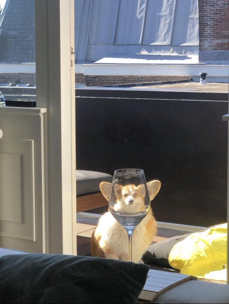 💖 (@twaniimals) on Twitter photo 