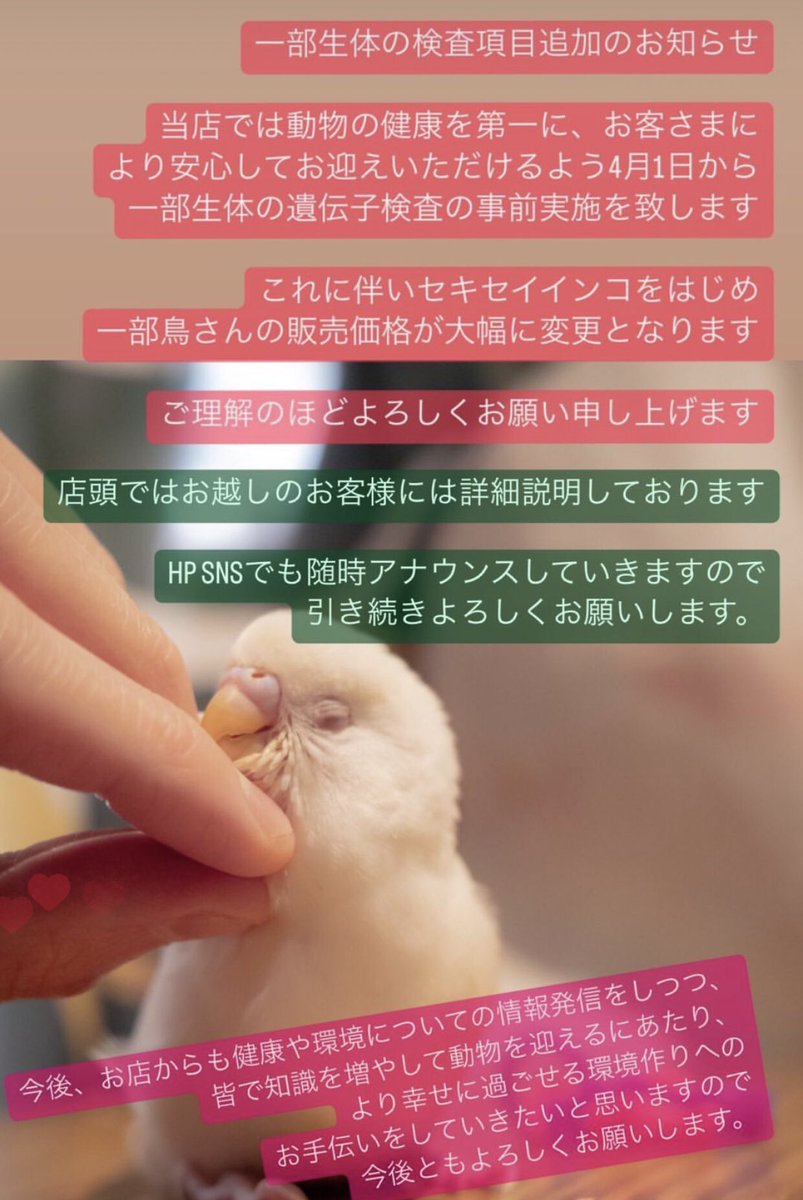 PET-BOX(小鳥と雑貨屋) tweet media