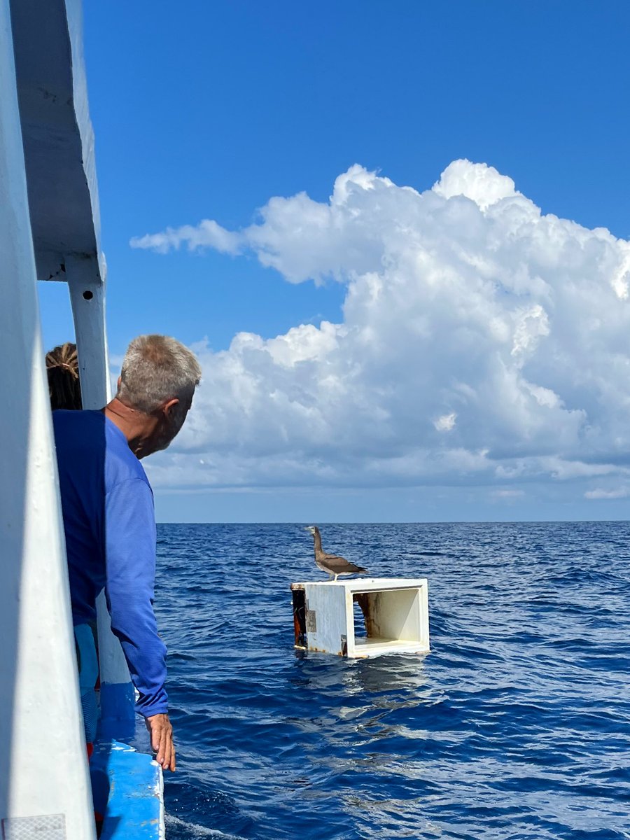 Second time I see a fridge floating at sea. This time we got it onboard. #marinelitter #marinedebris #oceancurrents #cañoisland #drakebay #CostaRica #Pacific