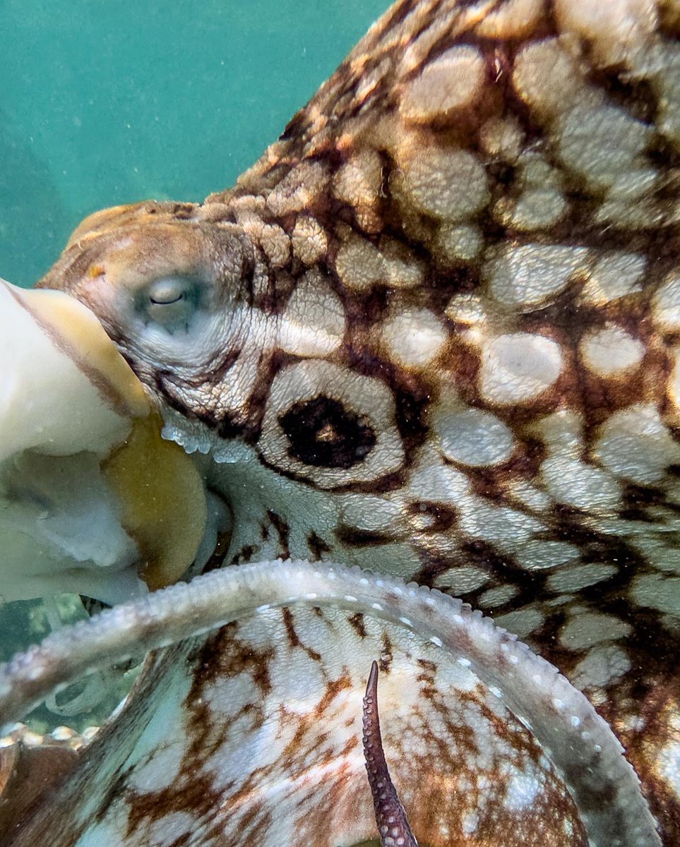 Hassan Ishan 🇲🇻 tweet media