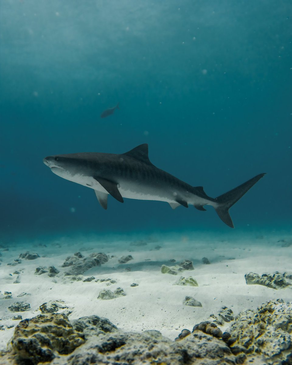 Hassan Ishan 🇲🇻 tweet media