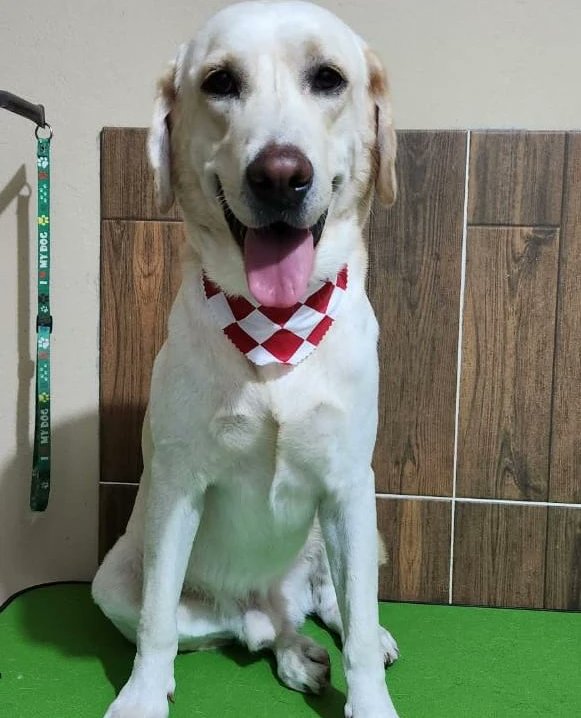 Roonunez_'s tweet photo. Tu Rt ayuda 🥰
°S A M° día a día nos demuestra las ganas que tiene de seguir viviendo, de mejorar. Comprando una rifa estás ayudando a que Sam pueda seguir con su tratamiento, y participas de premios geniales para tus peluditos ❤️
Hoy por Sam, mañana por ti 🫶🏼
0982420213 https://t.co/hvahyKqLOW