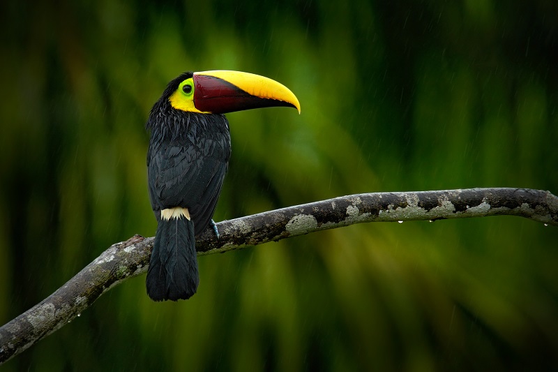 Want to discover the wildest side of the Amazon? From watching colorful macaws gather at clay licks to spotting caimans at night or even paddling with pink river dolphins, here's our take on the best wildlife experiences in the Amazon.  vivaexpeditions.com/blog/best-wild…