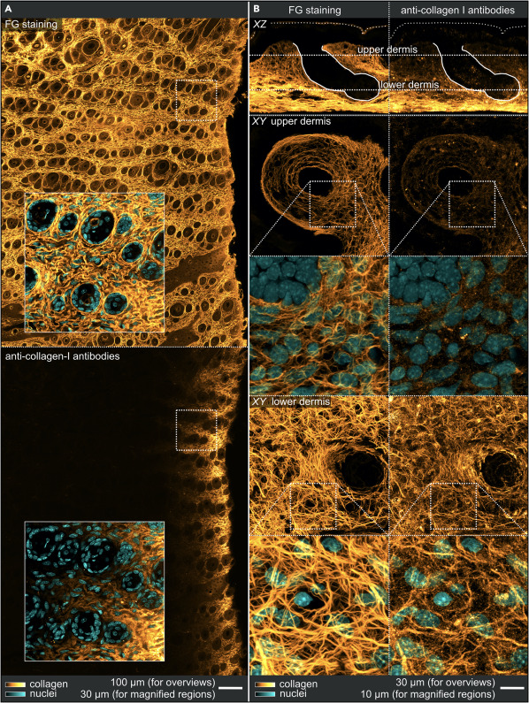 Simon_J_Cleary's tweet photo. Stunning images, fluorescent dye stains are underrated https://t.co/Ign8Ysrtin