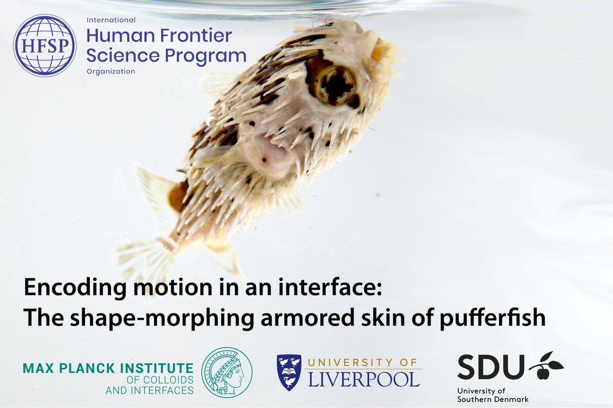Thrilled to receive an Early Career #HFSPResearchGrants with @ShahrouzAmini (PI) and <a href="/CampAriel/">Ariel Camp</a>. We are grateful to the <a href="/HFSP/">HFSP</a> panel for believing in us to study the shape-morphing armored skin of 🐡 via biology, materials science, and soft robotics.
#2023HFSPResearchAwardee
