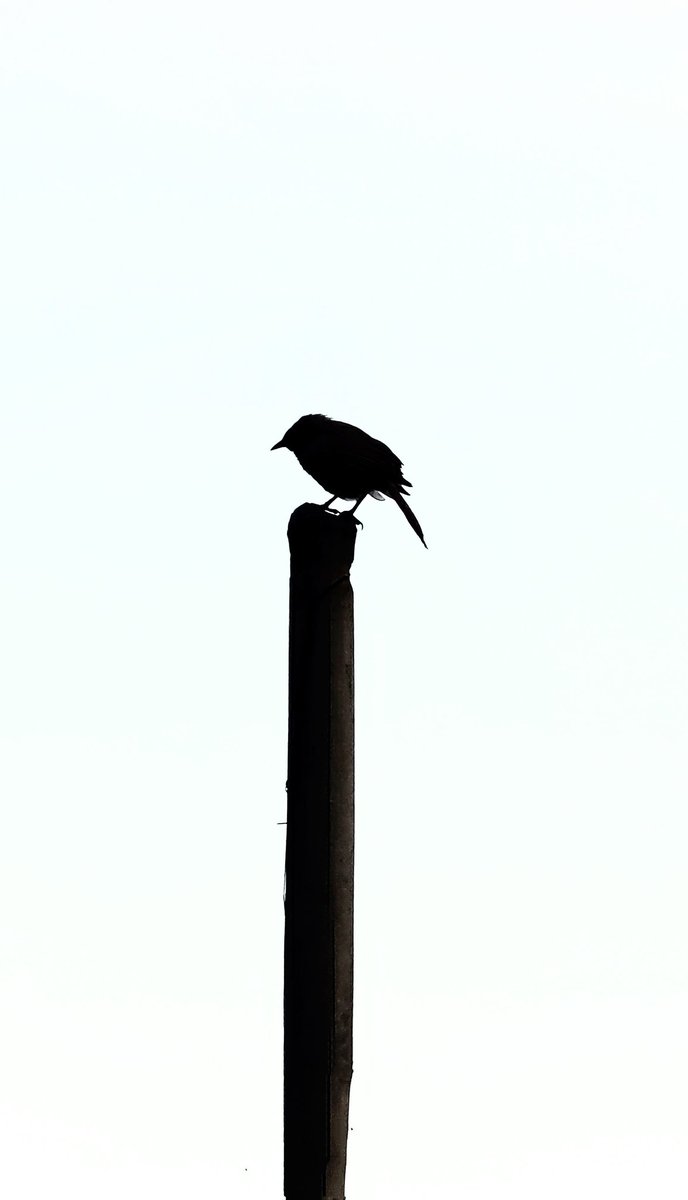 siddharthhetfy's tweet photo. Guess the bird.

Shot on Samsung galaxy S20 FE
.
#photography #nature #wildlife #samsung #birds #birdphotography #natgeoindia
.
@NatGeoIndia @SamsungIndia @SamsungMobile https://t.co/up230lrC6A