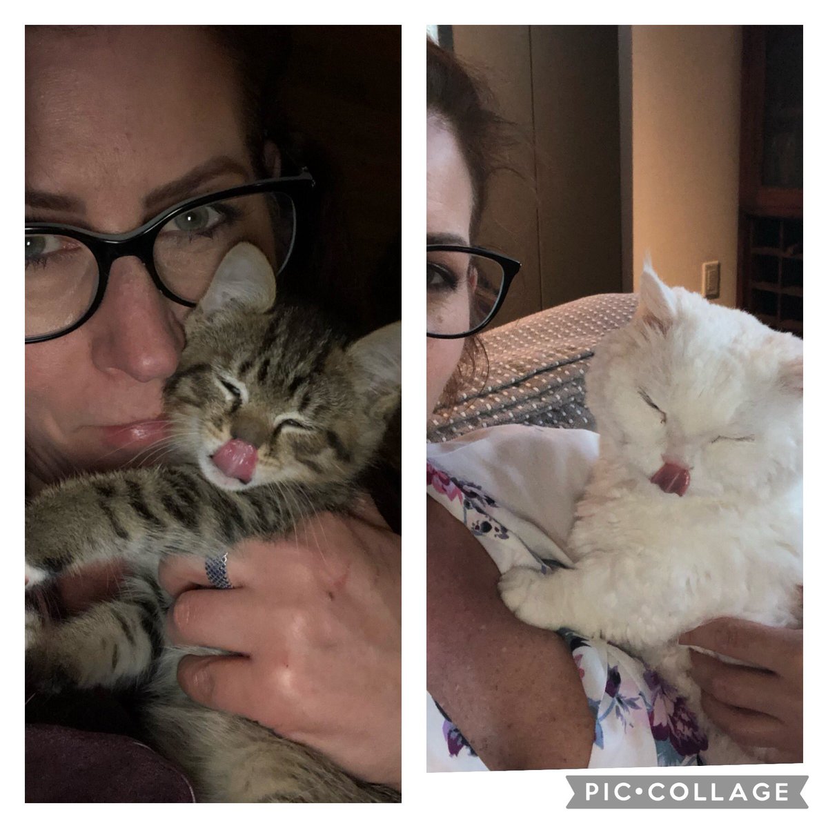 PruePlummer's tweet photo. My cats are brats! #CatsOfTwitter #selfiefails https://t.co/bGQ3c15r7N