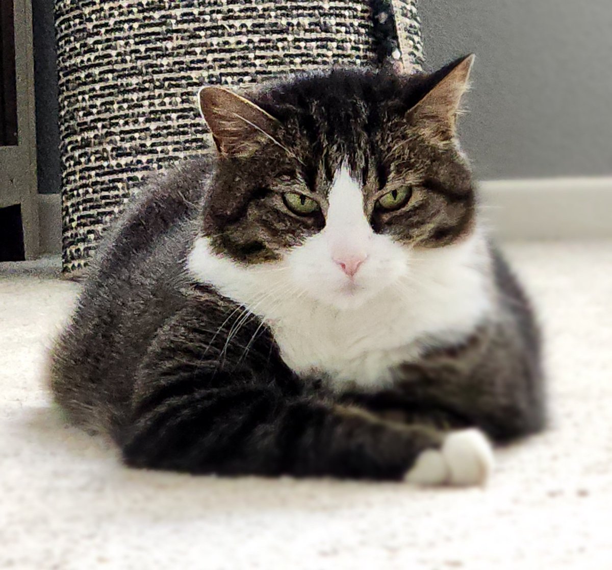 RubyInRipCity's tweet image. I really don't like my stepsister.  #Ruby #sleepwithoneeyeopen #Lucy #CatsOfTwitter #CatsOnTwitter #cats #extendedfamily