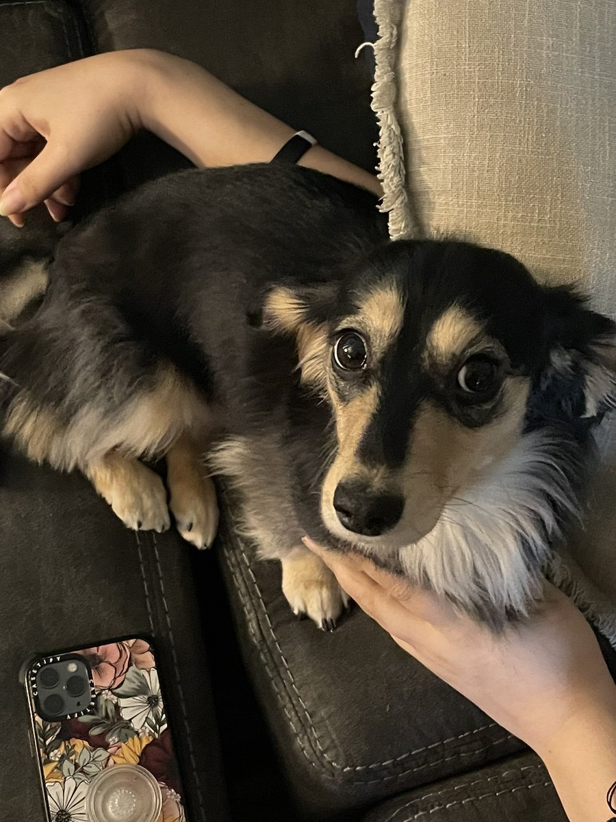 grabvoid's tweet image. Wynnie got groomed the other day