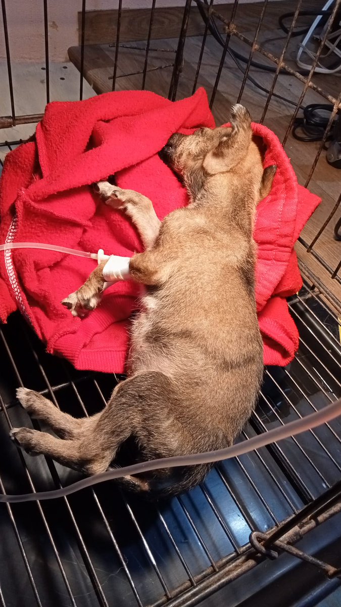 arireyes192's tweet photo. Chicos !Está muy mal el bebé🥺se quedó!Dice el dr. Que es muy probable que sea moquillo,es un bebé😭al parecer tiene mes y medio a 2 meses😞no compren!Hay tantas rescatistas que tienen peques en adopción,bebés en la calle que pueden ayudar,no son juguetes!!Manden buena vibra x fa https://t.co/K0S09xoJkR