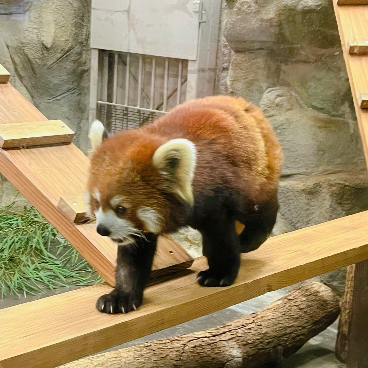 徒歩圏にあったので天王寺動物園もいってきた😍 動物の寝顔かわいすぎるよな