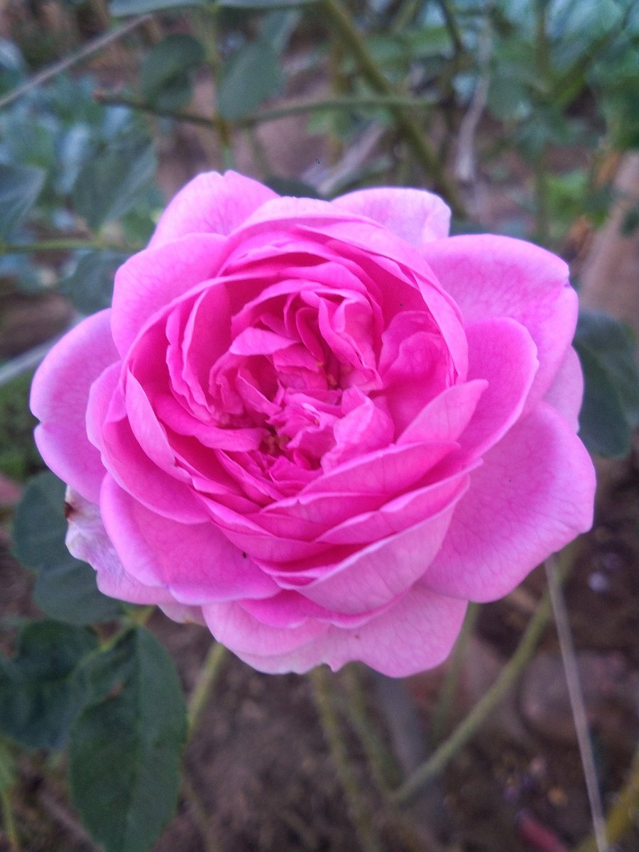 987Ajaysingh's tweet photo. Rosy morning 🌹🌷
Beautiful people Happy Wednesday
#rosewednesday #roses
#Flowers #morningvibes
#bepossitive #MyClick
#TwitterNatureCommunity #IndiAves #ThePhotoHour #stormhour https://t.co/QoJGFeZw98