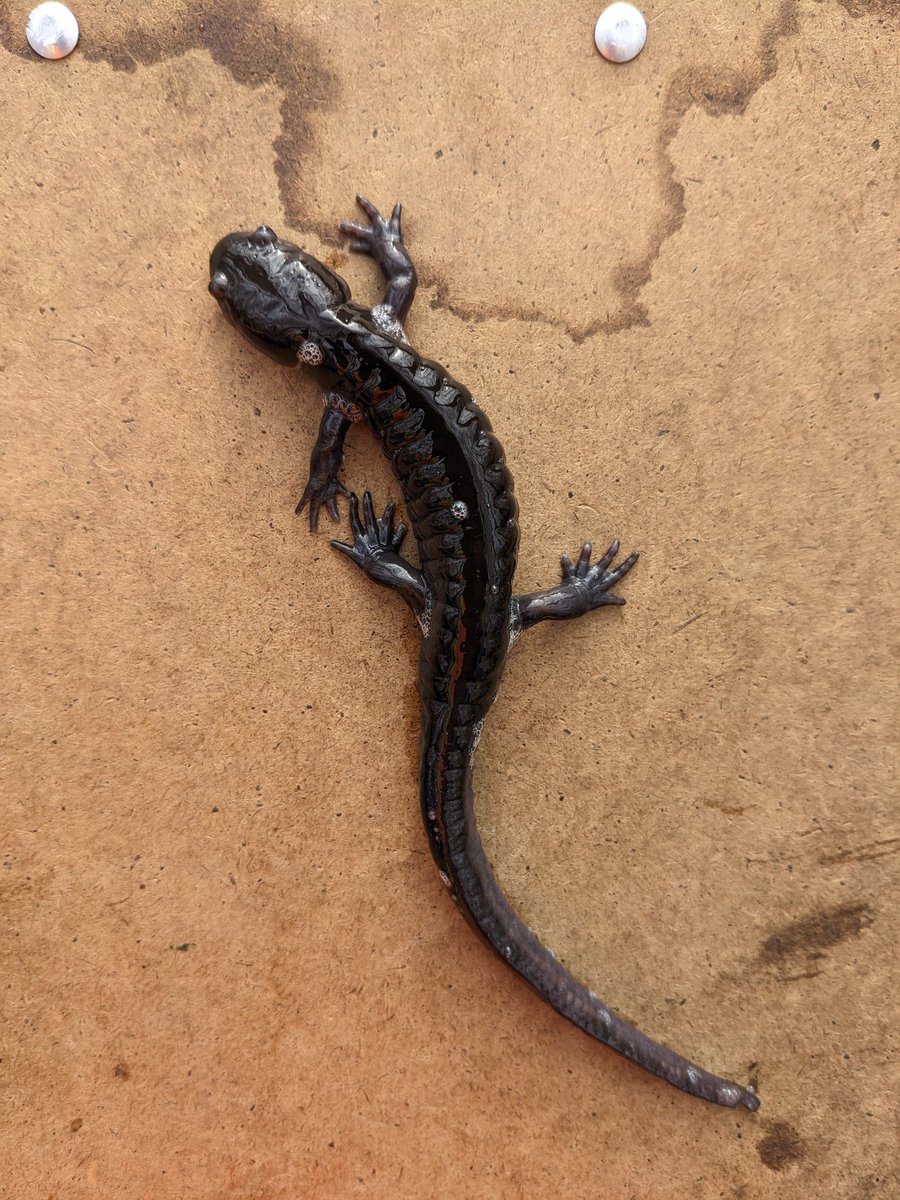 Jessicalinton86's tweet photo. Did you know some "spotted" salamanders (Ambystoma maculatum) don't have any spots!?  Not very common, but melanistic individuals were relatively common in the pond I surveyed last night (about 1/5). This one on my clipboard was pure black. https://t.co/8erq5QXWGr