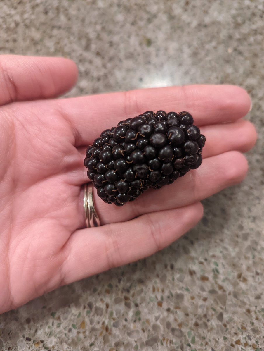Excuse me but look at the size of this blackberry