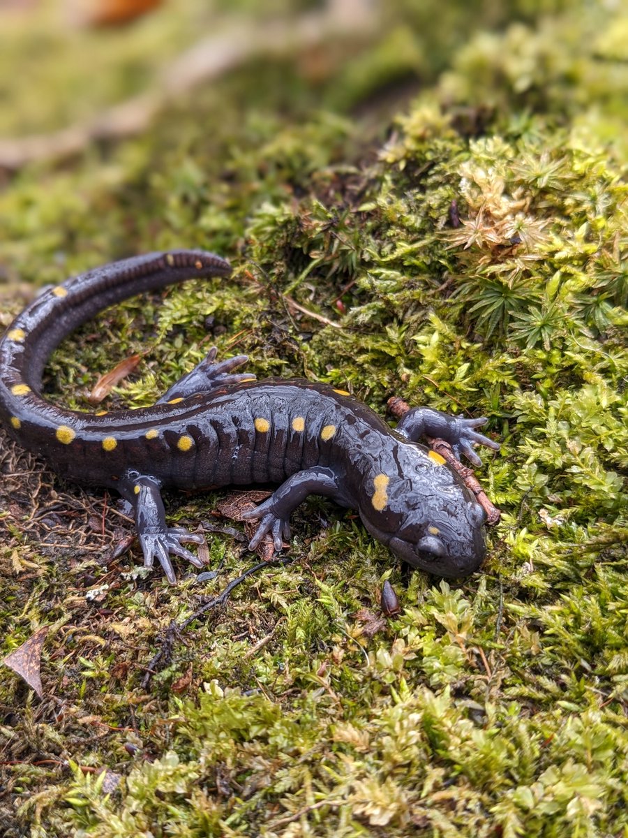 Jessicalinton86's tweet photo. Did you know some "spotted" salamanders (Ambystoma maculatum) don't have any spots!?  Not very common, but melanistic individuals were relatively common in the pond I surveyed last night (about 1/5). This one on my clipboard was pure black. https://t.co/8erq5QXWGr