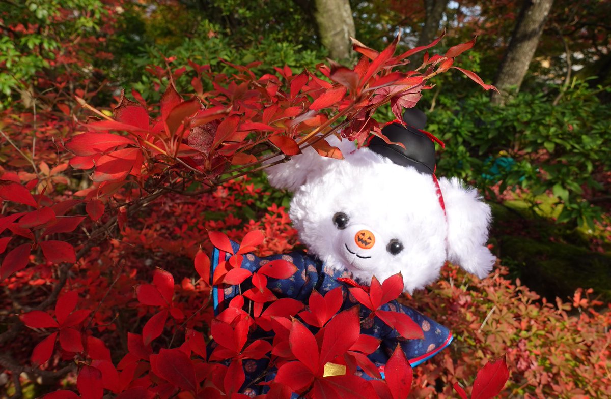 uriagetanka's tweet photo. #ディズニーストアぬいぐるみキャンペーン
ミッション1
参加させていただきます🙇‍♀️

ユニベア10周年に販売された犬のふりをしたクマ、トリート君
最初ぬいぐるみをかうのは初めてでこれから付き合っていけるか不安だらけでしたが
今では相棒として仲良くさせてもらってます🙏✨ https://t.co/wQwgpdlUcz