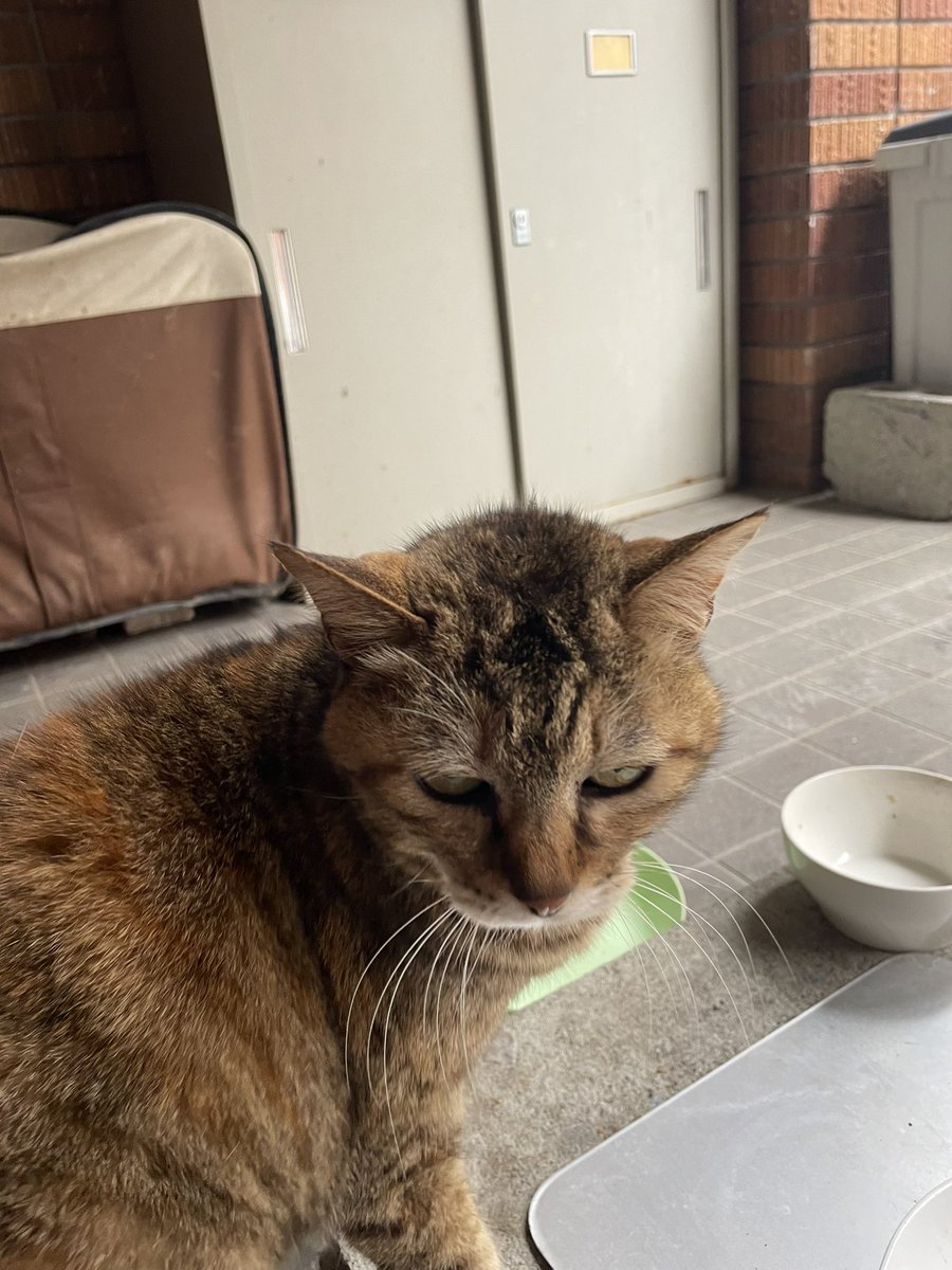 hcucats's tweet photo. コゲ、おねむなんです🐱
#いちだい猫の会
#広島市立大学 https://t.co/FEBGSONc2s