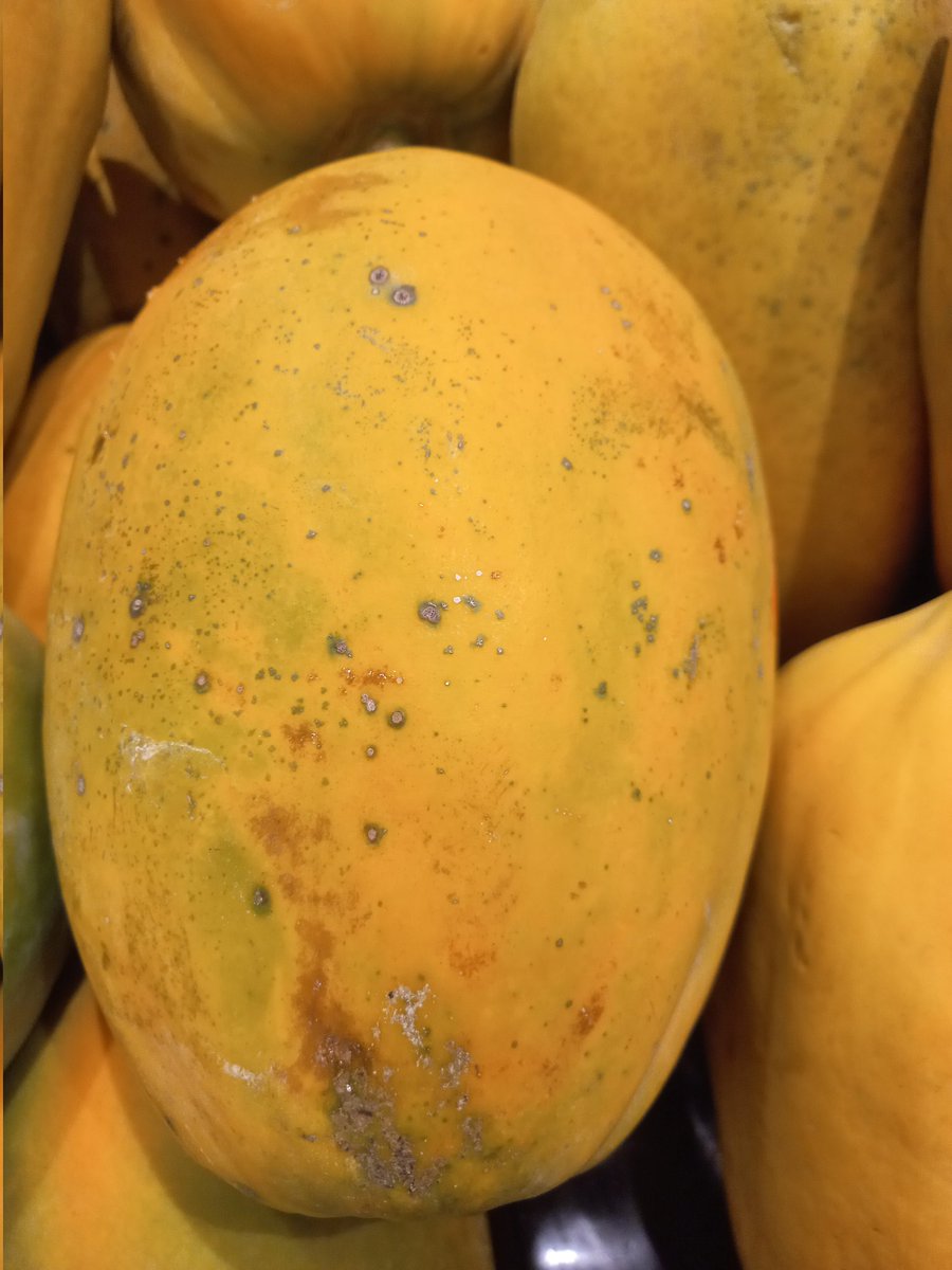 Alvaro Díaz Bedregal (@adiazbedregal) on Twitter photo Sres. <a href="/midagriperu/">MIDAGRI PERÚ</a>: sigue avanzando el virus de mancha anillada (PRSV) en los árboles de papaya en Perú. La solución ya existe y es OGM. ¿Van a negarle esa opción a los campesinos productores de papaya peruanos? Hay que levantar esa motatoria cc. <a href="/INIAPeru/">INIA Perú</a> comexperu.org.pe/upload/article… Sres. <a href="/midagriperu/">MIDAGRI PERÚ</a>: sigue avanzando el virus de mancha anillada (PRSV) en los árboles de papaya en Perú. La solución ya existe y es OGM. ¿Van a negarle esa opción a los campesinos productores de papaya peruanos? Hay que levantar esa motatoria cc. <a href="/INIAPeru/">INIA Perú</a> comexperu.org.pe/upload/article…