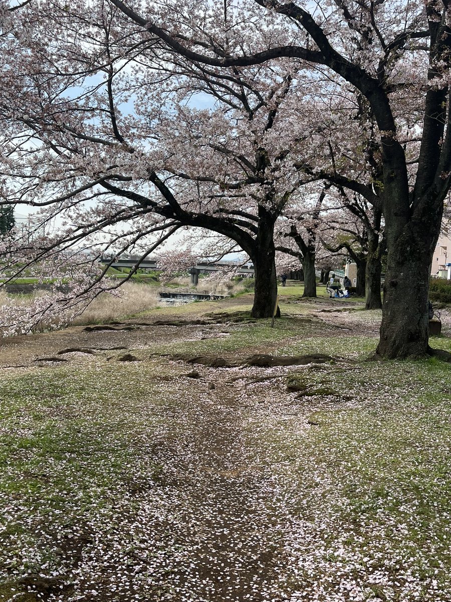 kon_enbu's tweet photo. 桜の花びらがひらひらふわり
風に舞って、花びらの絨毯
上見ても下見てもどこ見ても春！
 #絆でつながる戦国炎舞 https://t.co/OzOcXaiZEZ