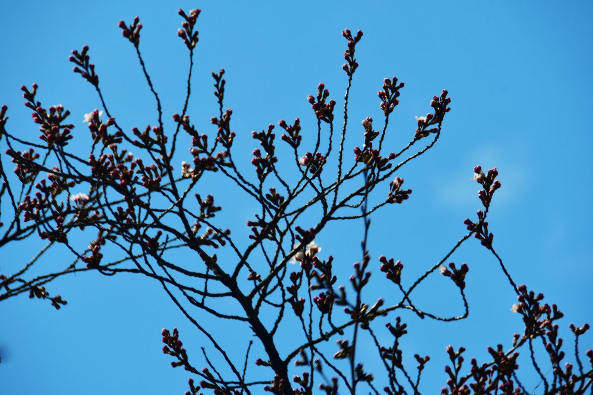 南会津町観光物産協会 on Twitter