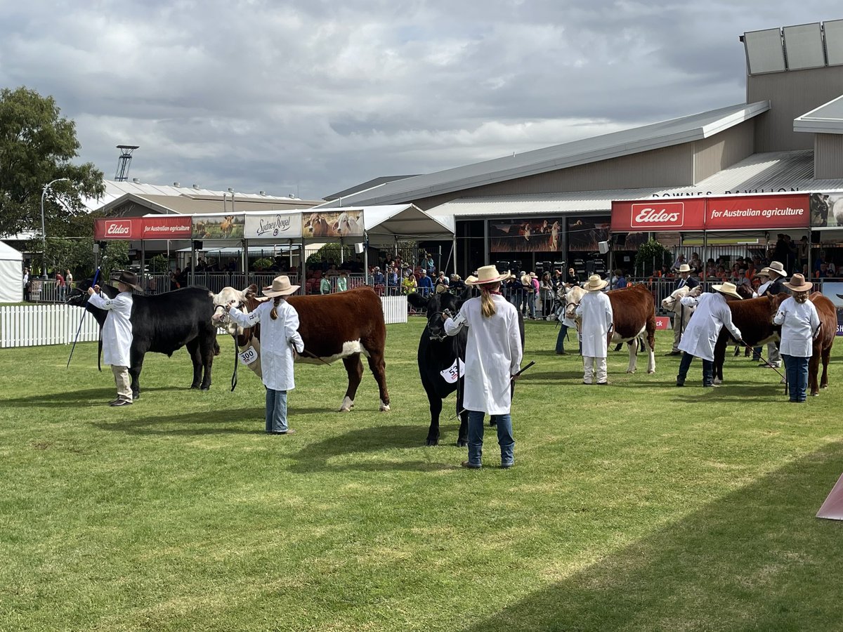 alrayner302's tweet image. Plenty happening at the @eastershow with school and open paraders on the cattle lawns, and breed inspections in the sheds. Set for a great few days #eastershow