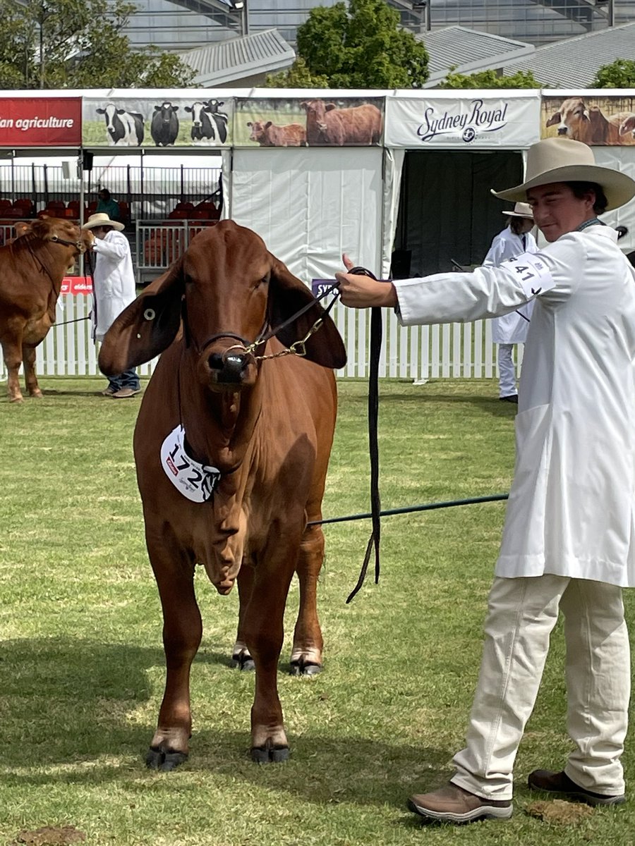 alrayner302's tweet image. Plenty happening at the @eastershow with school and open paraders on the cattle lawns, and breed inspections in the sheds. Set for a great few days #eastershow